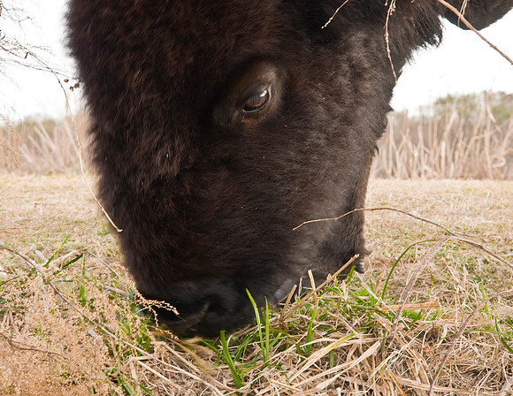 BISON