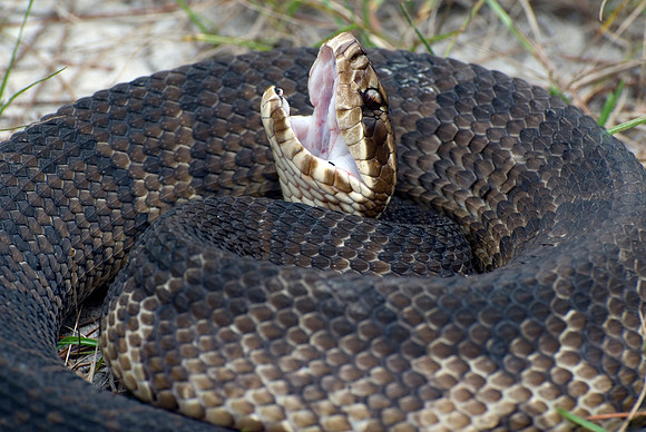 FLORIDA COTTONMOUTH