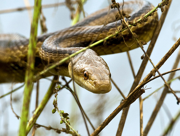YELLOW RAT SNAKE