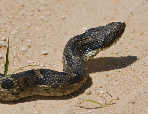 HOG NOSED SNAKE