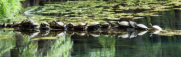 TURTLES IN MANATEE SPRINGS
