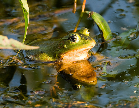 AMERICAN BULLFROG