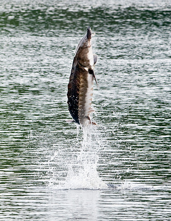 GULF STURGEON