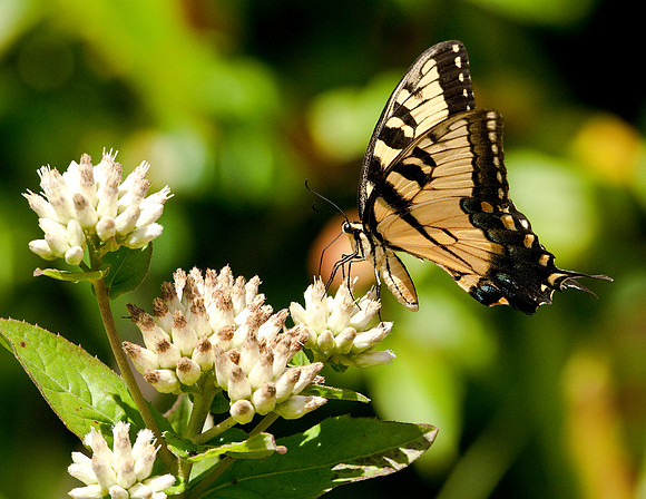 EASTERN TIGER SWALLOWTAIL