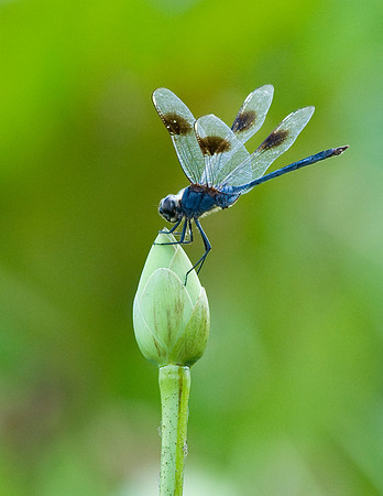 FOUR SPOT PENNANT