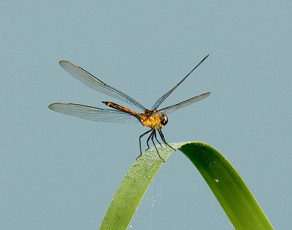 FOUR SPOTTED PENNANT DRAGONFLY