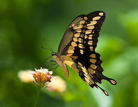 GIANT SWALLOWTAIL