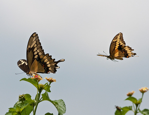 GIANT SWALLOWTAILS