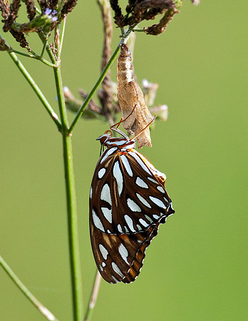 GULF FRITTILARY