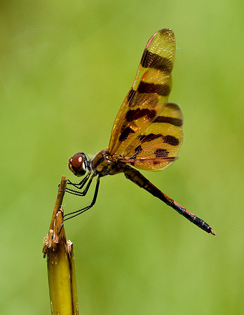 HALLOWEEN PENNANT