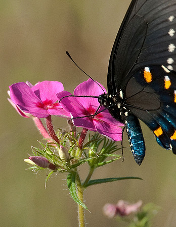PIPEVINE SWALLOWTAIL
