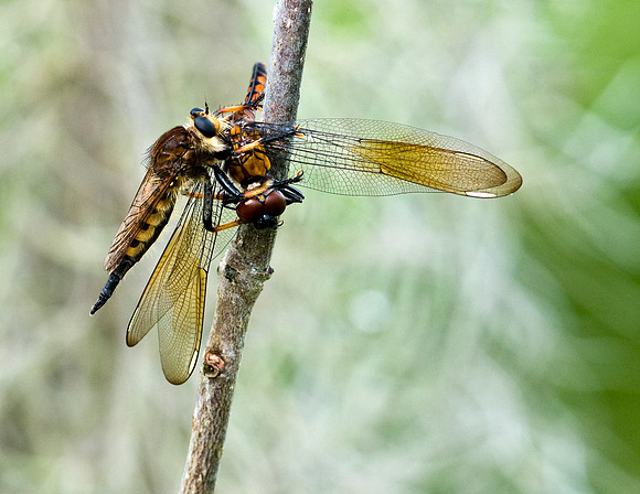 RED-FOOTED CANNIBAL FLY AND FOUR-SPOTTED PENNANT