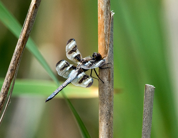 TWELVE-SPOTTED SKIMMER
