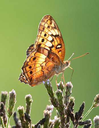 VARIGATED FRITTILARY