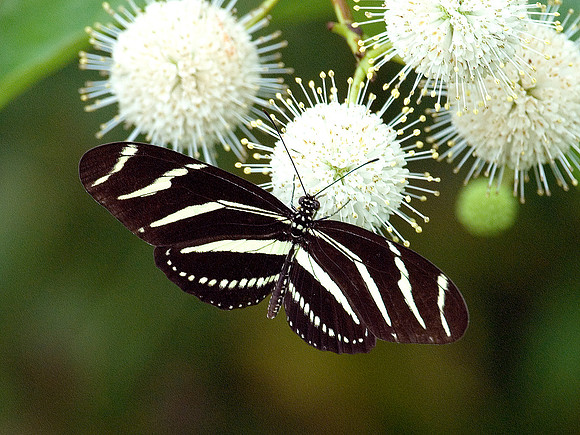 ZEBRA HELICONIAN BUTTERFLY ON BUTTONBUSH