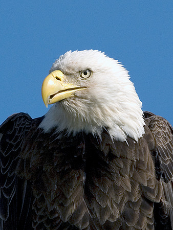 BALD EAGLE