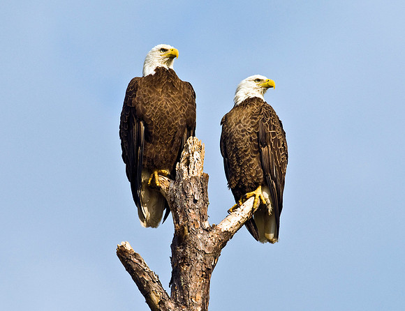 BALD EAGLES