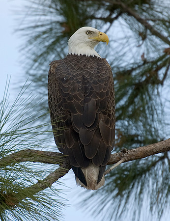 BALD EAGLE