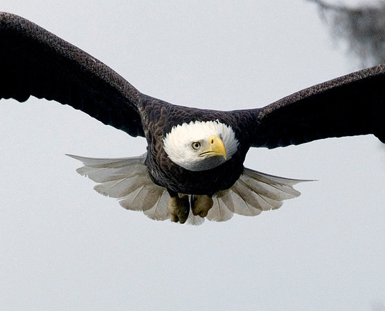 BALD EAGLE