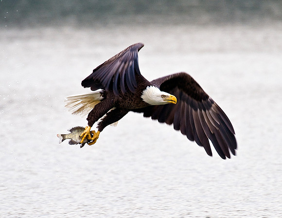 AMERICAN BALD EAGLE