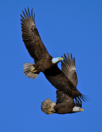 AMERICAN BALD EAGLES