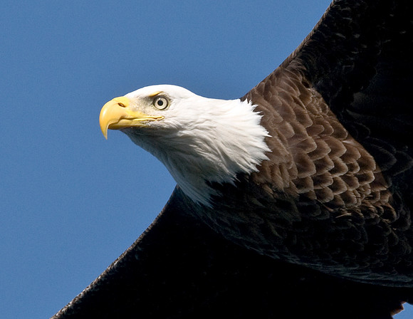 BALD EAGLE CLOSEUP