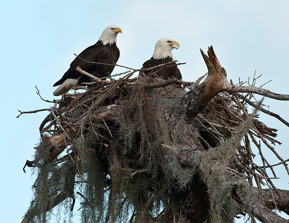 EAGLES ON NEST