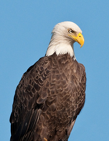 EAGLE