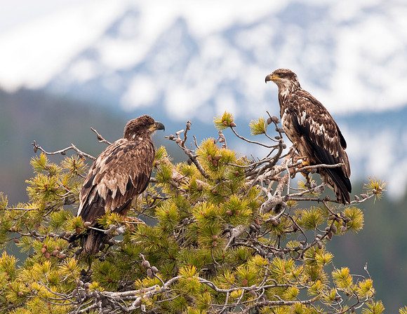 BALD EAGLE JUVENILES