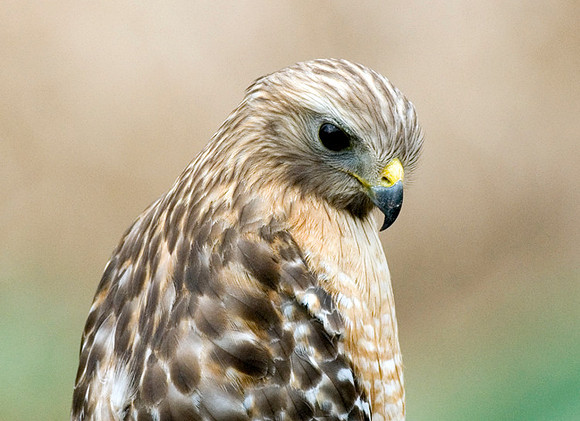 RED-SHOULDERED HAWK