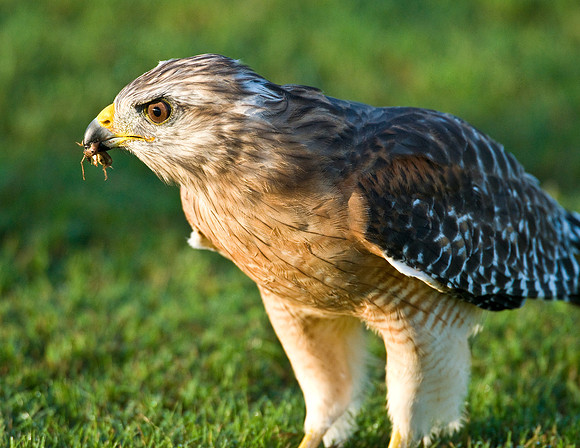 RED SHOULDERED HAWK