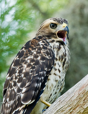 RED-SHOULDERED HAWK