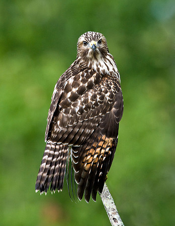 RED-SHOULDERED HAWK