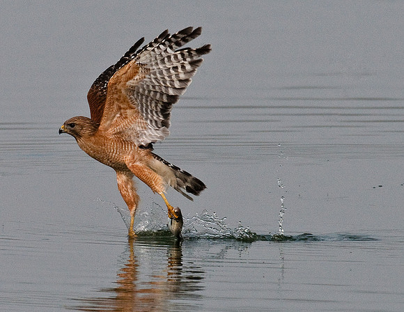 RED-SHOULDERED HAWK