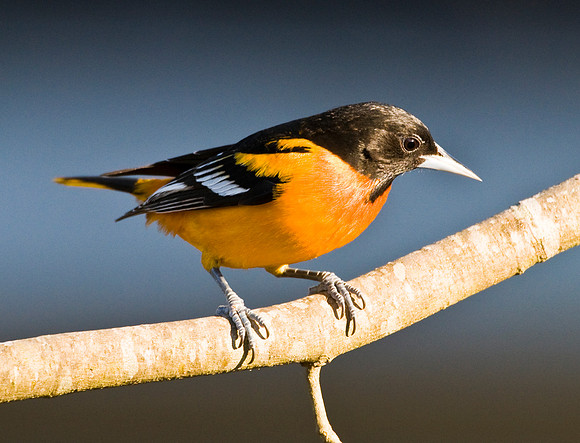 BALTIMORE ORIOLE
