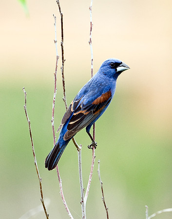 BLUE GROSBEAK