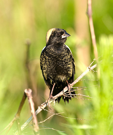 BOBOLINK