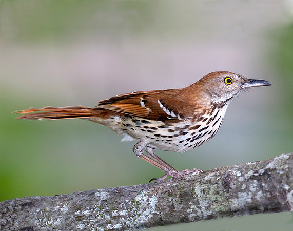 BROWN THRASHER