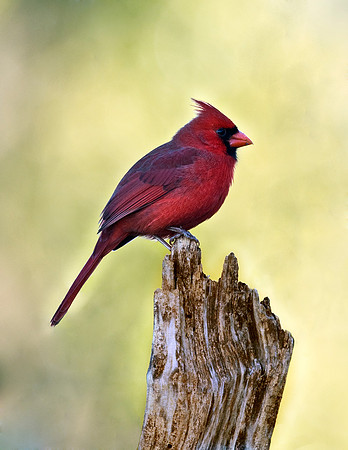 CARDINAL