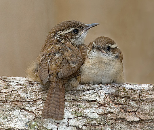 CAROLINA WREN