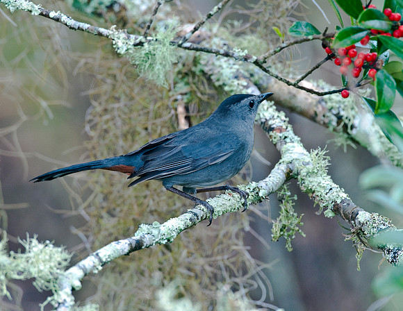 CATBIRD AND DAHOON HOLLY