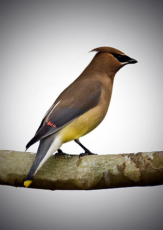 CEDAR WAXWING
