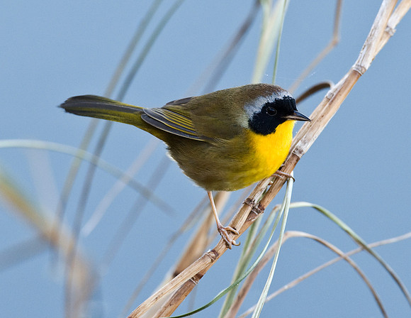 COMMON YELLOWTHROAT WARBLER
