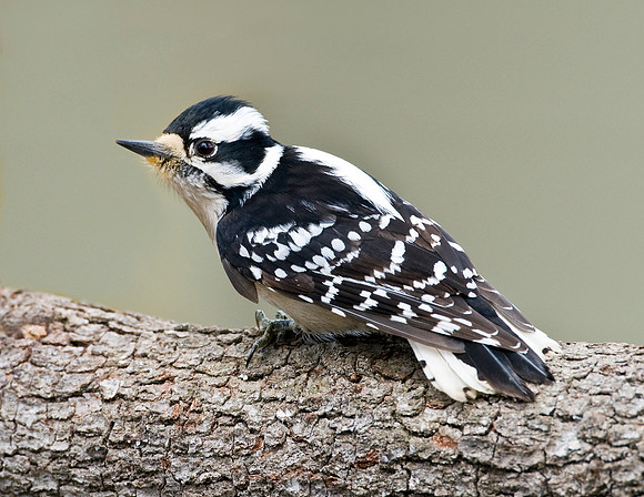 DOWNEY WOODPECKER