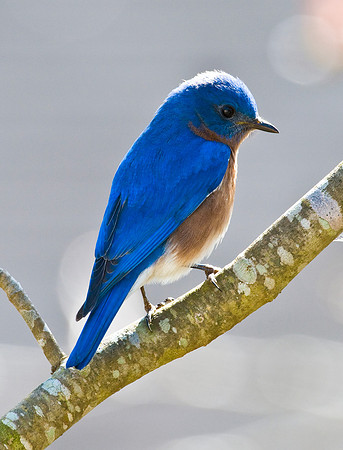 EASTERN BLUEBIRD