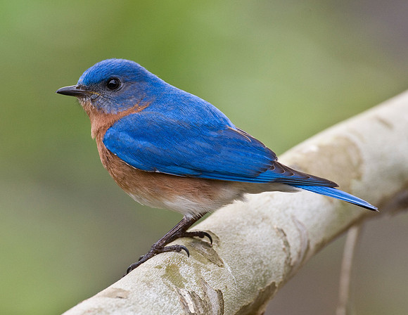 EASTERN BLUEBIRD