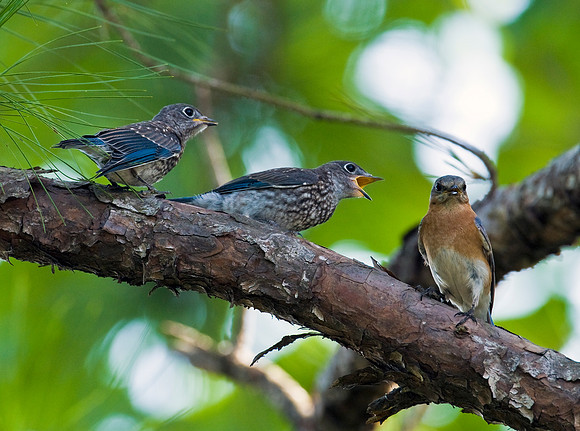 EASTERN BLUEBIRDS
