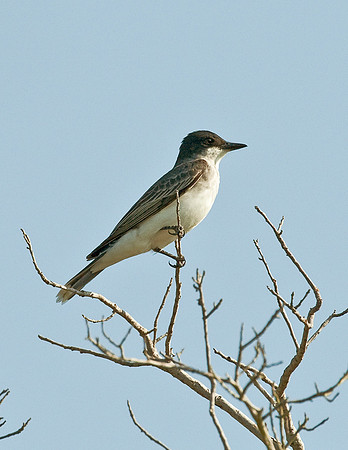 EASTERN KINGBIRD