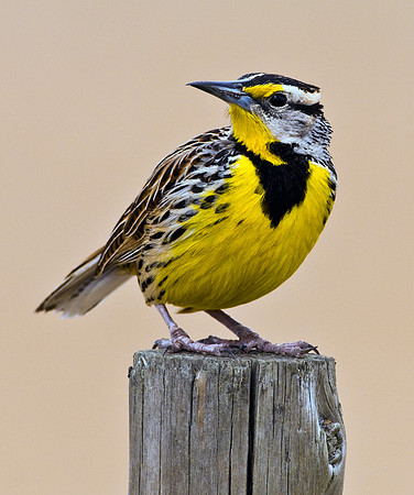 EASTERN MEADOWLARK