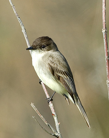 EASTERN PHOEBE